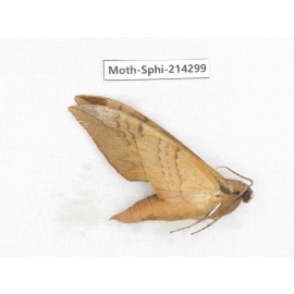 Sphingidae sp. China, Guizhou, Bijie area, Jinsha county. 1Pcs. Moth-Sphi-214299.