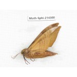Sphingidae sp. China, Guizhou, Bijie area, Jinsha county. 1Pcs. Moth-Sphi-214300.
