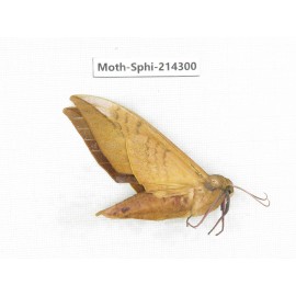 Sphingidae sp. China, Guizhou, Bijie area, Jinsha county. 1Pcs. Moth-Sphi-214300.