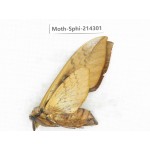 Sphingidae sp. China, Guizhou, Bijie area, Jinsha county. 1Pcs. Moth-Sphi-214301.