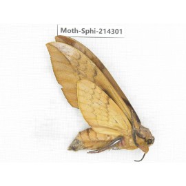 Sphingidae sp. China, Guizhou, Bijie area, Jinsha county. 1Pcs. Moth-Sphi-214301.