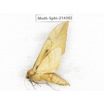 Sphingidae sp. China, Guizhou, Bijie area, Jinsha county. 1Pcs. Moth-Sphi-214302.