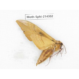 Sphingidae sp. China, Guizhou, Bijie area, Jinsha county. 1Pcs. Moth-Sphi-214302.