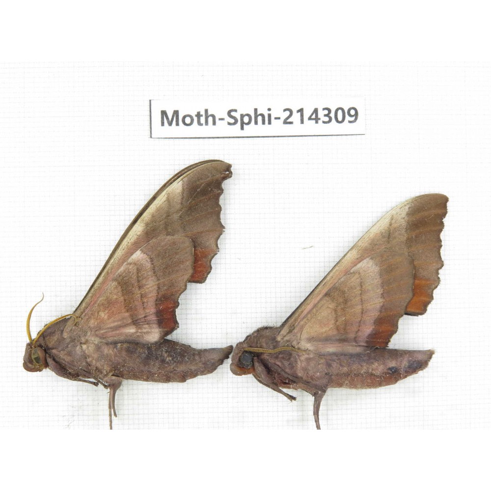 Sphingidae sp. China, Guizhou, Bijie area, Jinsha county. 2Pcs. Moth-Sphi-214309.