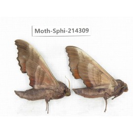Sphingidae sp. China, Guizhou, Bijie area, Jinsha county. 2Pcs. Moth-Sphi-214309.