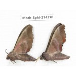 Sphingidae sp. China, Guizhou, Bijie area, Jinsha county. 2Pcs. Moth-Sphi-214310.