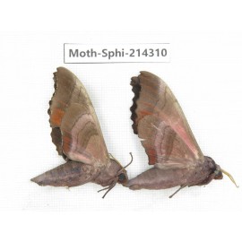 Sphingidae sp. China, Guizhou, Bijie area, Jinsha county. 2Pcs. Moth-Sphi-214310.