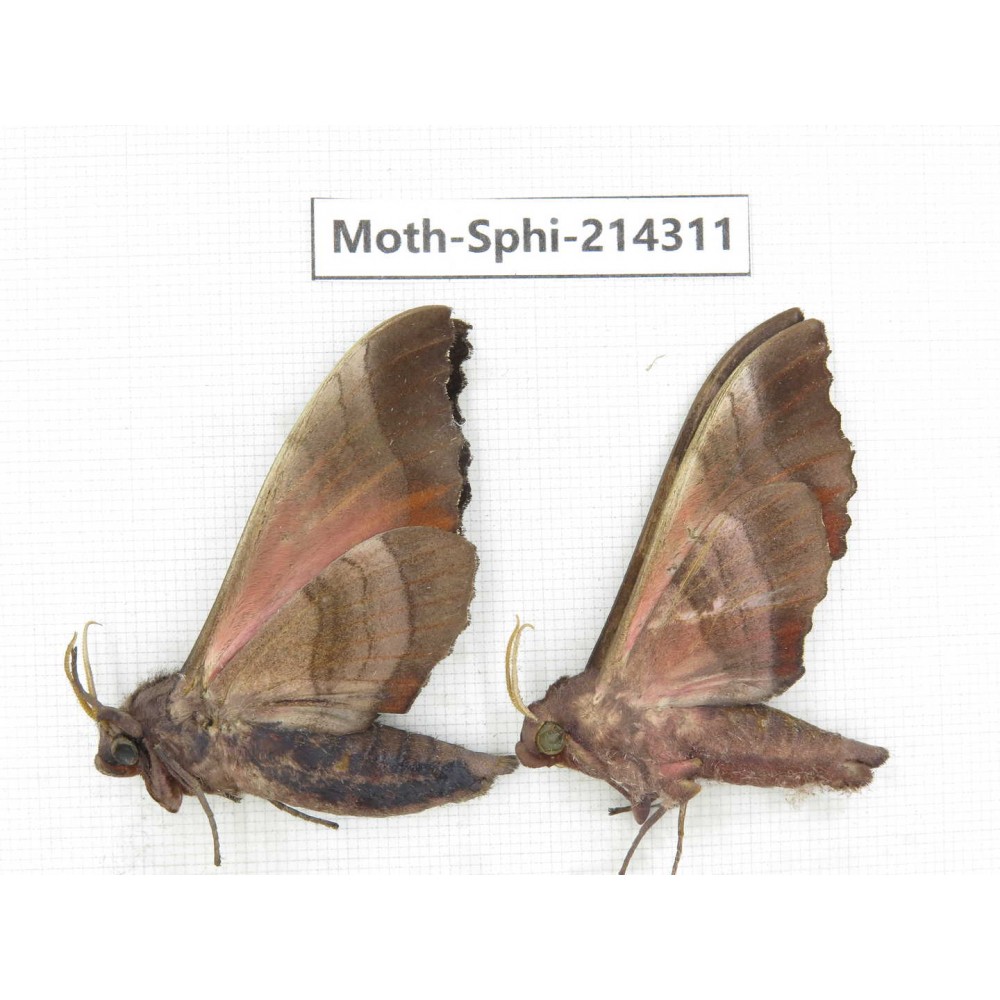 Sphingidae sp. China, Guizhou, Bijie area, Jinsha county. 2Pcs. Moth-Sphi-214311.