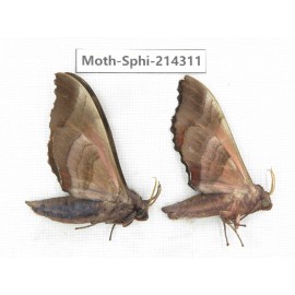 Sphingidae sp. China, Guizhou, Bijie area, Jinsha county. 2Pcs. Moth-Sphi-214311.