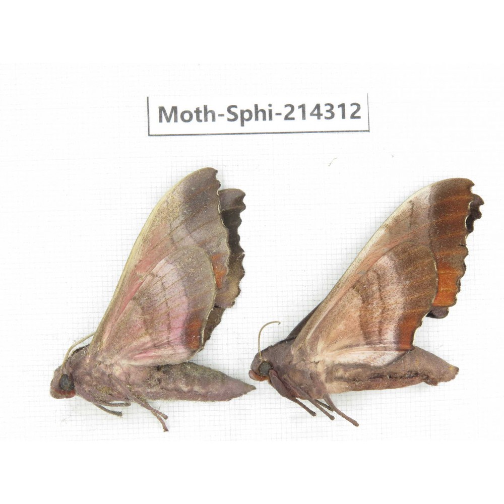 Sphingidae sp. China, Guizhou, Bijie area, Jinsha county. 2Pcs. Moth-Sphi-214312.