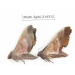 Sphingidae sp. China, Guizhou, Bijie area, Jinsha county. 2Pcs. Moth-Sphi-214312.