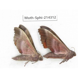 Sphingidae sp. China, Guizhou, Bijie area, Jinsha county. 2Pcs. Moth-Sphi-214312.