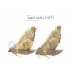Sphingidae sp. China, Guizhou, Bijie area, Jinsha county. 2Pcs. Moth-Sphi-214355.