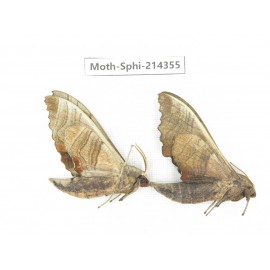 Sphingidae sp. China, Guizhou, Bijie area, Jinsha county. 2Pcs. Moth-Sphi-214355.