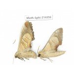 Sphingidae sp. China, Guizhou, Bijie area, Jinsha county. 2Pcs. Moth-Sphi-214356.