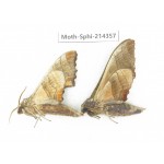 Sphingidae sp. China, Guizhou, Bijie area, Jinsha county. 2Pcs. Moth-Sphi-214357.