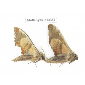 Sphingidae sp. China, Guizhou, Bijie area, Jinsha county. 2Pcs. Moth-Sphi-214357.