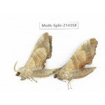 Sphingidae sp. China, Guizhou, Bijie area, Jinsha county. 2Pcs. Moth-Sphi-214358.