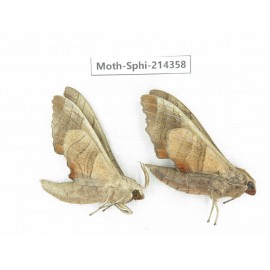 Sphingidae sp. China, Guizhou, Bijie area, Jinsha county. 2Pcs. Moth-Sphi-214358.