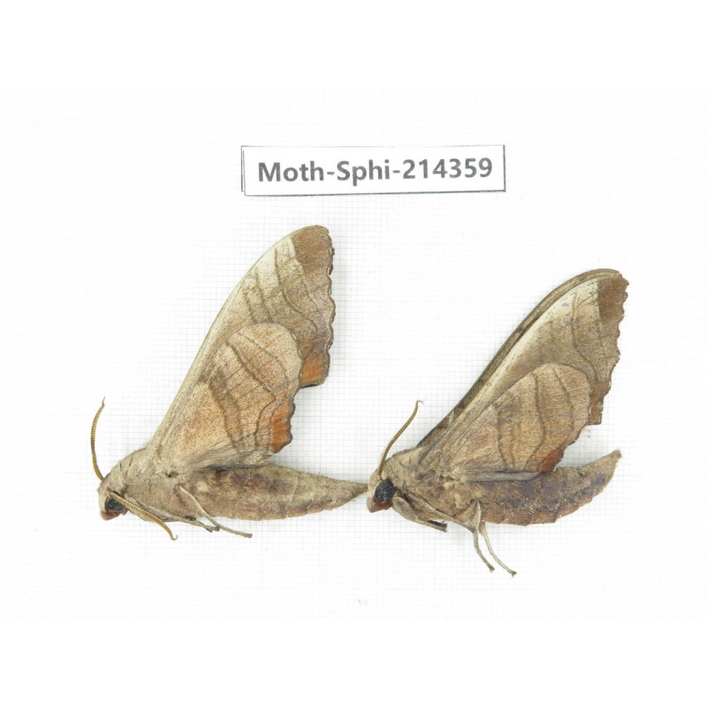 Sphingidae sp. China, Guizhou, Bijie area, Jinsha county. 2Pcs. Moth-Sphi-214359.