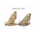 Sphingidae sp. China, Guizhou, Bijie area, Jinsha county. 2Pcs. Moth-Sphi-214359.
