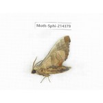 Sphingidae sp. China, Guizhou, Bijie area, Jinsha county. 1Pcs. Moth-Sphi-214379.