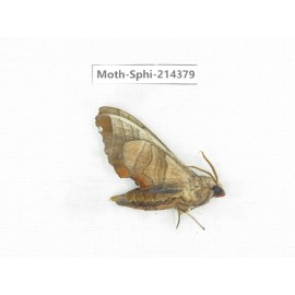 Sphingidae sp. China, Guizhou, Bijie area, Jinsha county. 1Pcs. Moth-Sphi-214379.