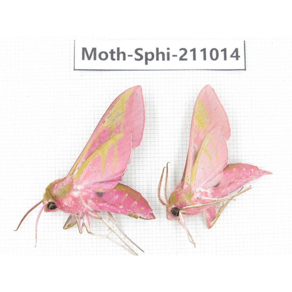 Sphingidae sp. China, Guizhou, Qiandongnan, Congjiang county. 2Pcs. Moth-Sphi-211014.