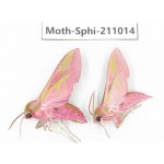 Sphingidae sp. China, Guizhou, Qiandongnan, Congjiang county. 2Pcs. Moth-Sphi-211014.