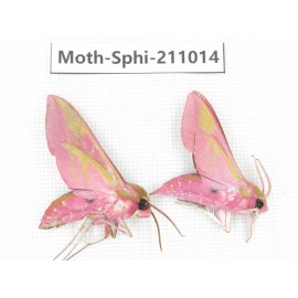 Sphingidae sp. China, Guizhou, Qiandongnan, Congjiang county. 2Pcs. Moth-Sphi-211014.