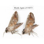 Sphingidae sp. China, Guizhou, Qiandongnan, Congjiang county. 2Pcs. Moth-Sphi-211073.