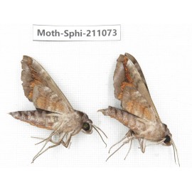 Sphingidae sp. China, Guizhou, Qiandongnan, Congjiang county. 2Pcs. Moth-Sphi-211073.