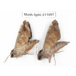 Sphingidae sp. China, Guizhou, Qiandongnan, Congjiang county. 2Pcs. Moth-Sphi-211097.