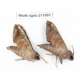 Sphingidae sp. China, Guizhou, Qiandongnan, Congjiang county. 2Pcs. Moth-Sphi-211097.