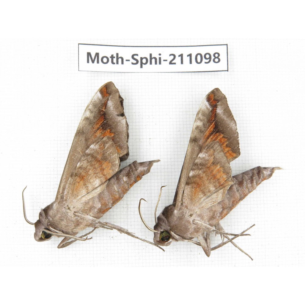 Sphingidae sp. China, Guizhou, Qiandongnan, Congjiang county. 2Pcs. Moth-Sphi-211098.