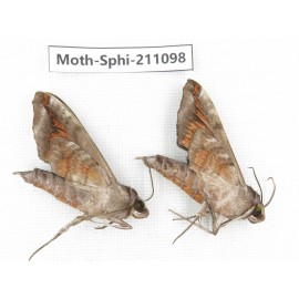 Sphingidae sp. China, Guizhou, Qiandongnan, Congjiang county. 2Pcs. Moth-Sphi-211098.