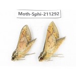 Sphingidae sp. China, Guizhou, Qiandongnan, Congjiang county. 2Pcs. Moth-Sphi-211292.