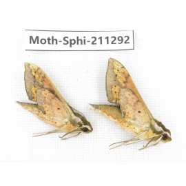 Sphingidae sp. China, Guizhou, Qiandongnan, Congjiang county. 2Pcs. Moth-Sphi-211292.