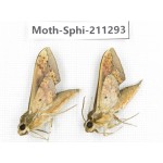 Sphingidae sp. China, Guizhou, Qiandongnan, Congjiang county. 2Pcs. Moth-Sphi-211293.