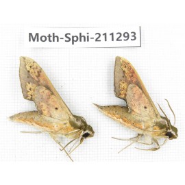 Sphingidae sp. China, Guizhou, Qiandongnan, Congjiang county. 2Pcs. Moth-Sphi-211293.