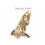 Sphingidae sp. China, Guizhou, Qiandongnan, Congjiang county.1Pcs. Moth-Sphi-214495.