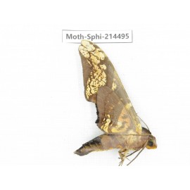 Sphingidae sp. China, Guizhou, Qiandongnan, Congjiang county.1Pcs. Moth-Sphi-214495.
