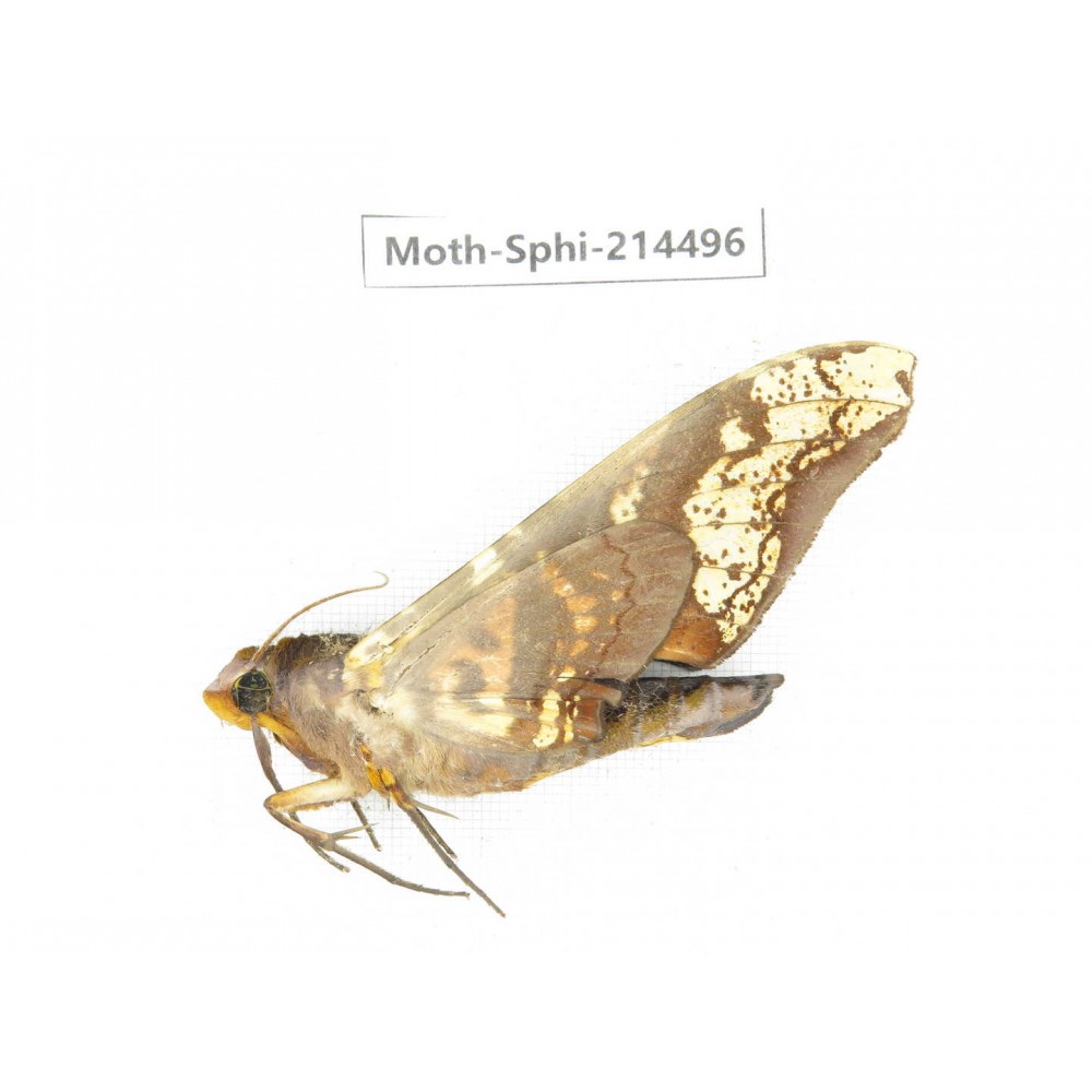 Sphingidae sp. China, Guizhou, Qiandongnan, Congjiang county.1Pcs. Moth-Sphi-214496.