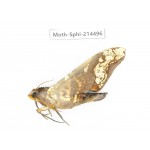 Sphingidae sp. China, Guizhou, Qiandongnan, Congjiang county.1Pcs. Moth-Sphi-214496.