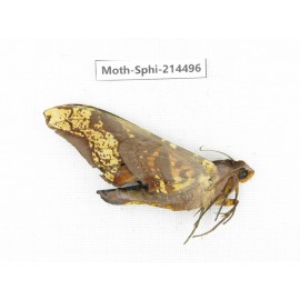 Sphingidae sp. China, Guizhou, Qiandongnan, Congjiang county.1Pcs. Moth-Sphi-214496.