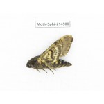 Sphingidae sp. China, Guizhou, Qiandongnan, Congjiang county.1Pcs. Moth-Sphi-214508.