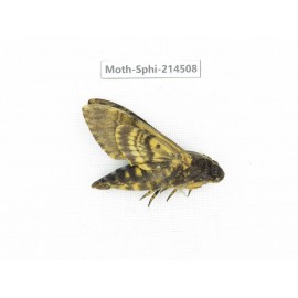 Sphingidae sp. China, Guizhou, Qiandongnan, Congjiang county.1Pcs. Moth-Sphi-214508.
