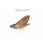 Sphingidae sp. China, Guizhou, Qiandongnan, Congjiang county.1Pcs. Moth-Sphi-214510.