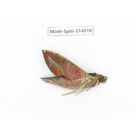 Sphingidae sp. China, Guizhou, Qiandongnan, Congjiang county.1Pcs. Moth-Sphi-214510.