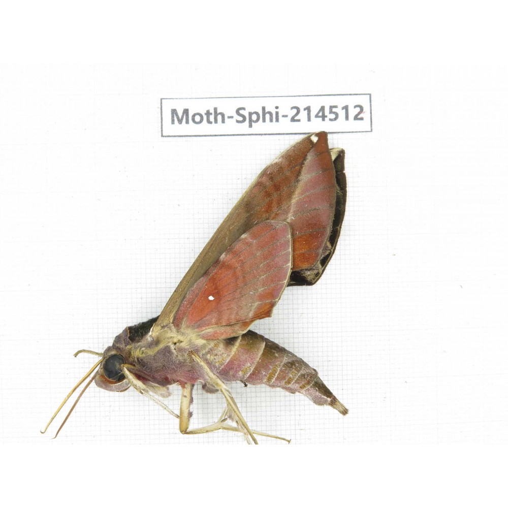 Sphingidae sp. China, Guizhou, Qiandongnan, Congjiang county.1Pcs. Moth-Sphi-214512.